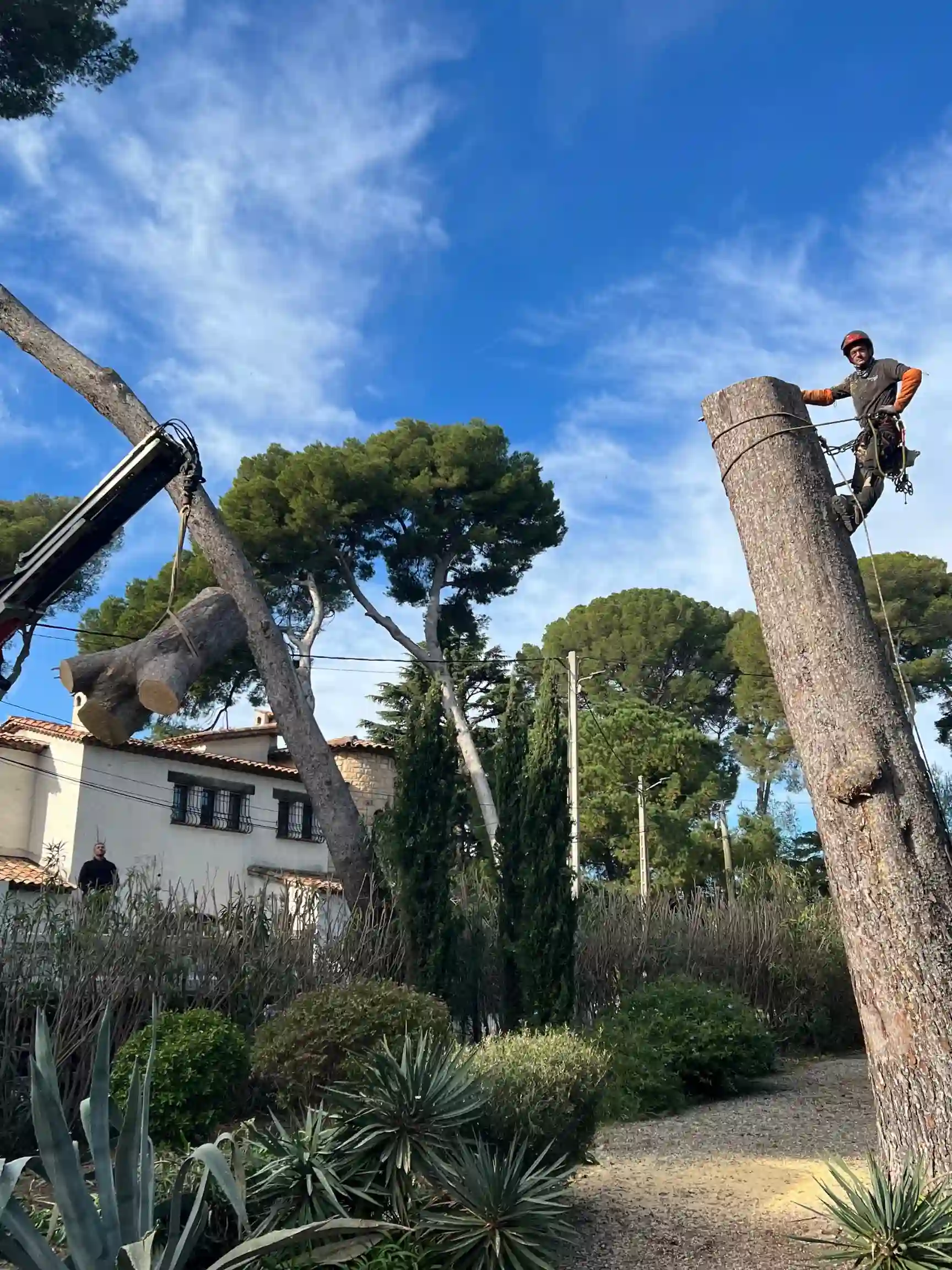 Intervention délicate d'élagage à Hyères : démontage d'un grand pin par rétention avec l'aide d'un camion-grue pour sécuriser la descente des billes de bois.