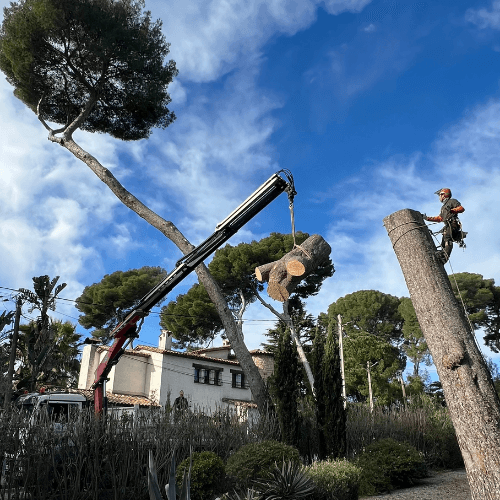 Abattage délicat grue Hyères