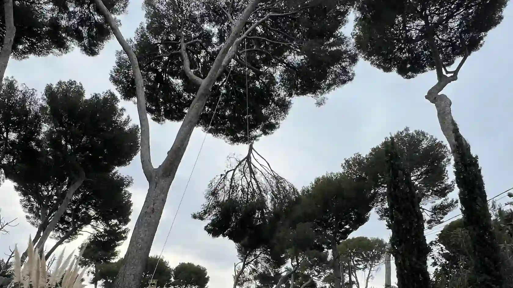 Abattage démontage pin paysagiste Var