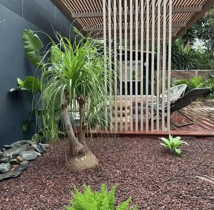Détail d'un jardin exotique design : Beaucarnea (Pied d'éléphant) planté sur un paillage minéral volcanique sombre, contrastant avec une terrasse en bois exotique et un claustra vertical graphique.
