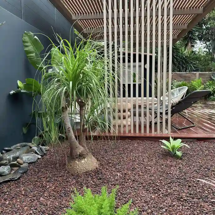 Détail d'un jardin exotique design : Beaucarnea (Pied d'éléphant) planté sur un paillage minéral volcanique sombre, contrastant avec une terrasse en bois exotique et un claustra vertical graphique.