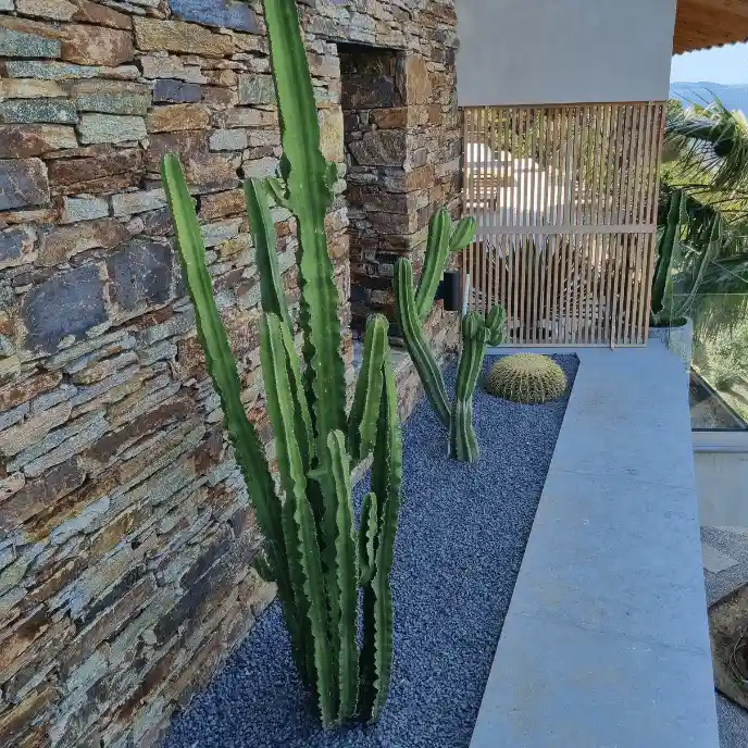 Végétalisation d'une allée étroite le long d'une maison : grands cactus cierges plantés devant un mur en pierre naturelle, sur un lit de graviers gris, délimité par une bordure en pierre bleue.