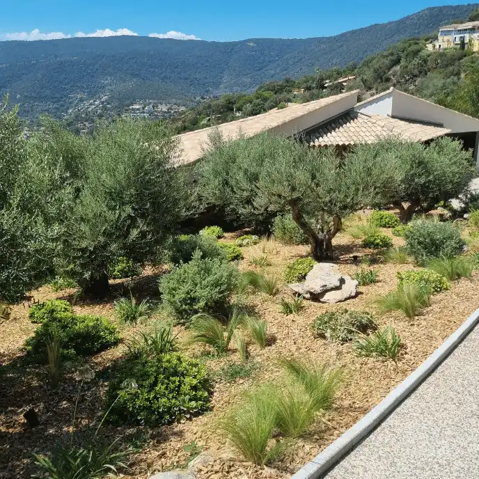 Jardin méditerranéen contemporain sur terrain en pente : massif planté d'oliviers et de graminées sur un paillage de bois isolant, intégrant un système d'éclairage extérieur discret.