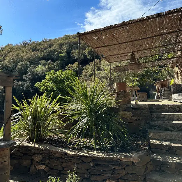 Mise en valeur d'un olivier centenaire au tronc noueux, planté au cœur d'un jardin méditerranéen structuré par des murets de restanques en pierres sèches et des massifs de lavandes et romarins.