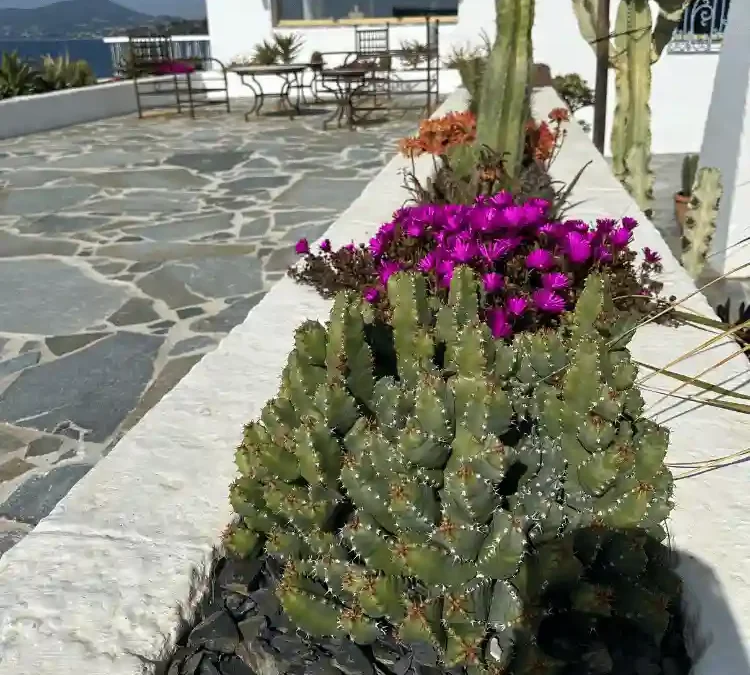 Aménagement extérieur anti-sécheresse dans le Var : Terrasse en bois avec pergola pour l'ombre, piscine et végétalisation méditerranéenne adaptée au climat sec.
