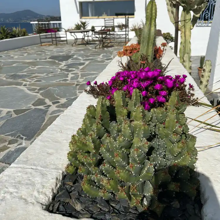 Aménagement de jardin sec en bord de mer dans le Var : Jardinière en pierre avec Euphorbes et Ficoïdes violets résistants à la sécheresse et aux embruns.