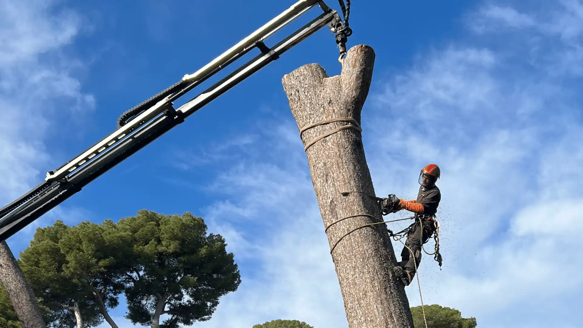 Débitage tronc tronçonneuse équipe Var