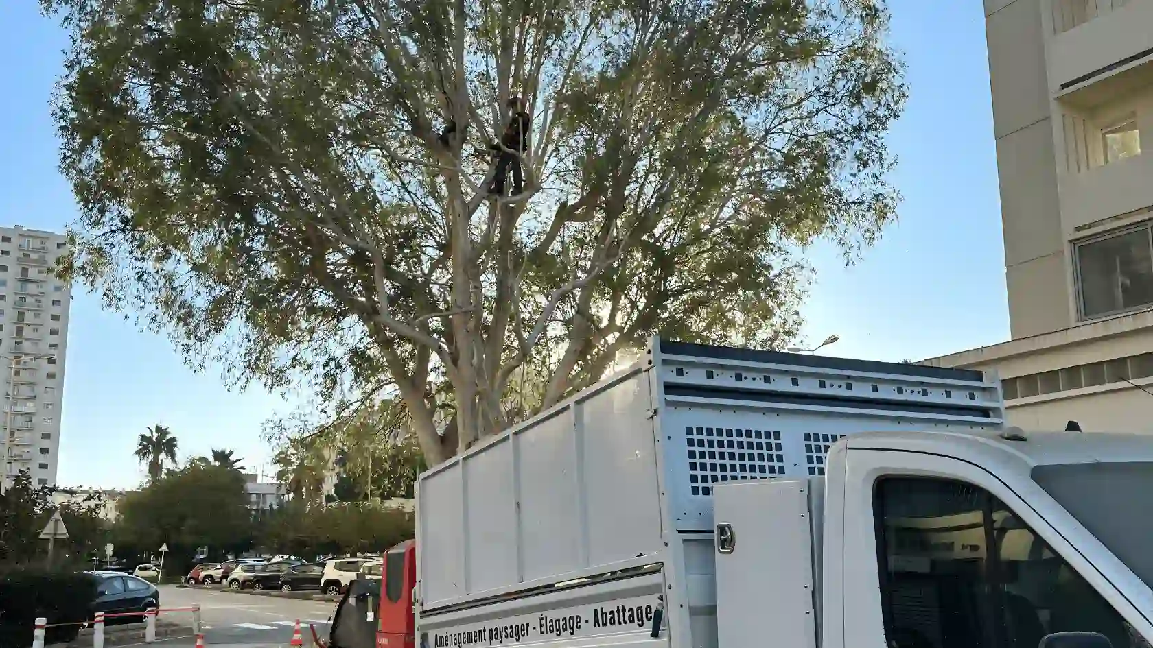 Intervention d'élagage en grande hauteur sur un arbre majestueux en milieu urbain : grimpeur-élagueur en action au-dessus du camion broyeur L'Empreinte Verte.