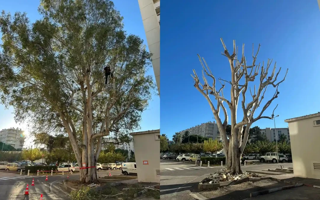 Avant/après élagage d’un arbre à Hyères (Var) : taille de sécurité, réduction de la couronne et nettoyage du chantier.