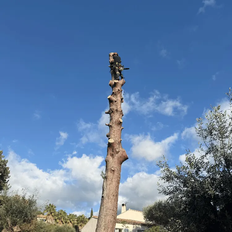 Intervention technique d'un élagueur-grimpeur équipé au sommet d'un grand tronc pour une opération de démontage et de soin des arbres en milieu résidentiel.