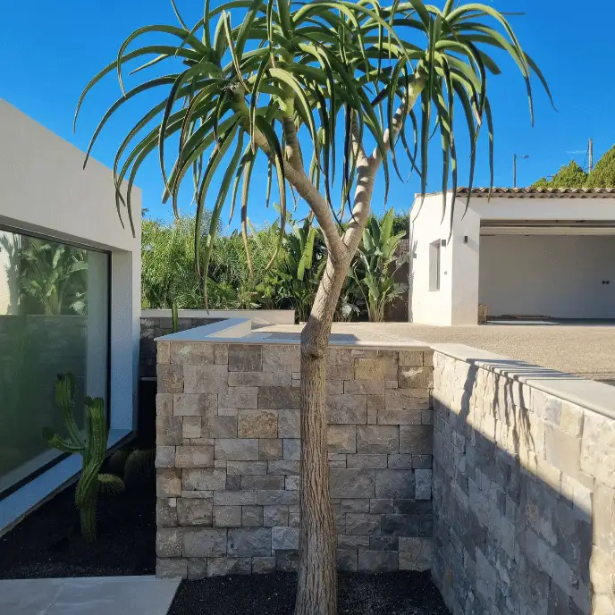 Mise en scène architecturale d'un jardin sec moderne : un Aloe arborescent sculptural planté en isolé sur un paillage de gravier noir, contrastant avec un mur en parement de pierre dorée.