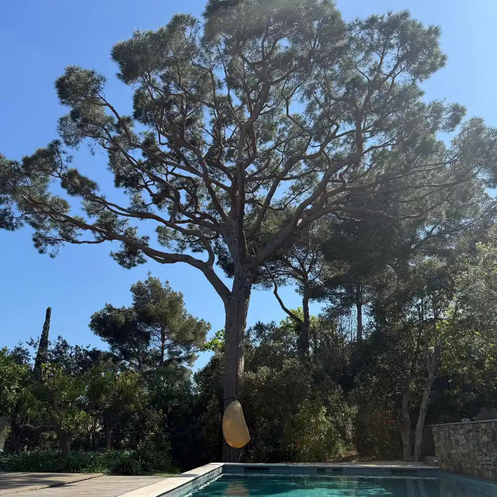 Paysagiste Hyères : mise en valeur d'un grand Pin Parasol centenaire au bord d'une piscine, avec fauteuil suspendu type cocon pour un coin détente à l'ombre.