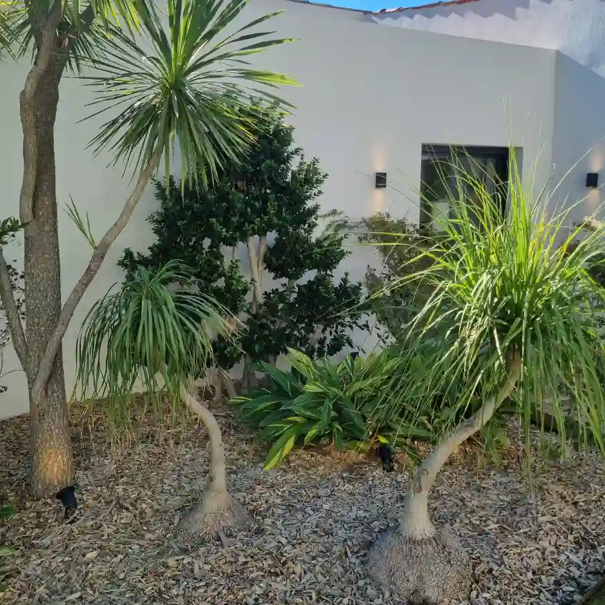 Aménagement de jardin contemporain avec plantes exotiques et paillage de bois réalisé par L'Empreinte Verte.