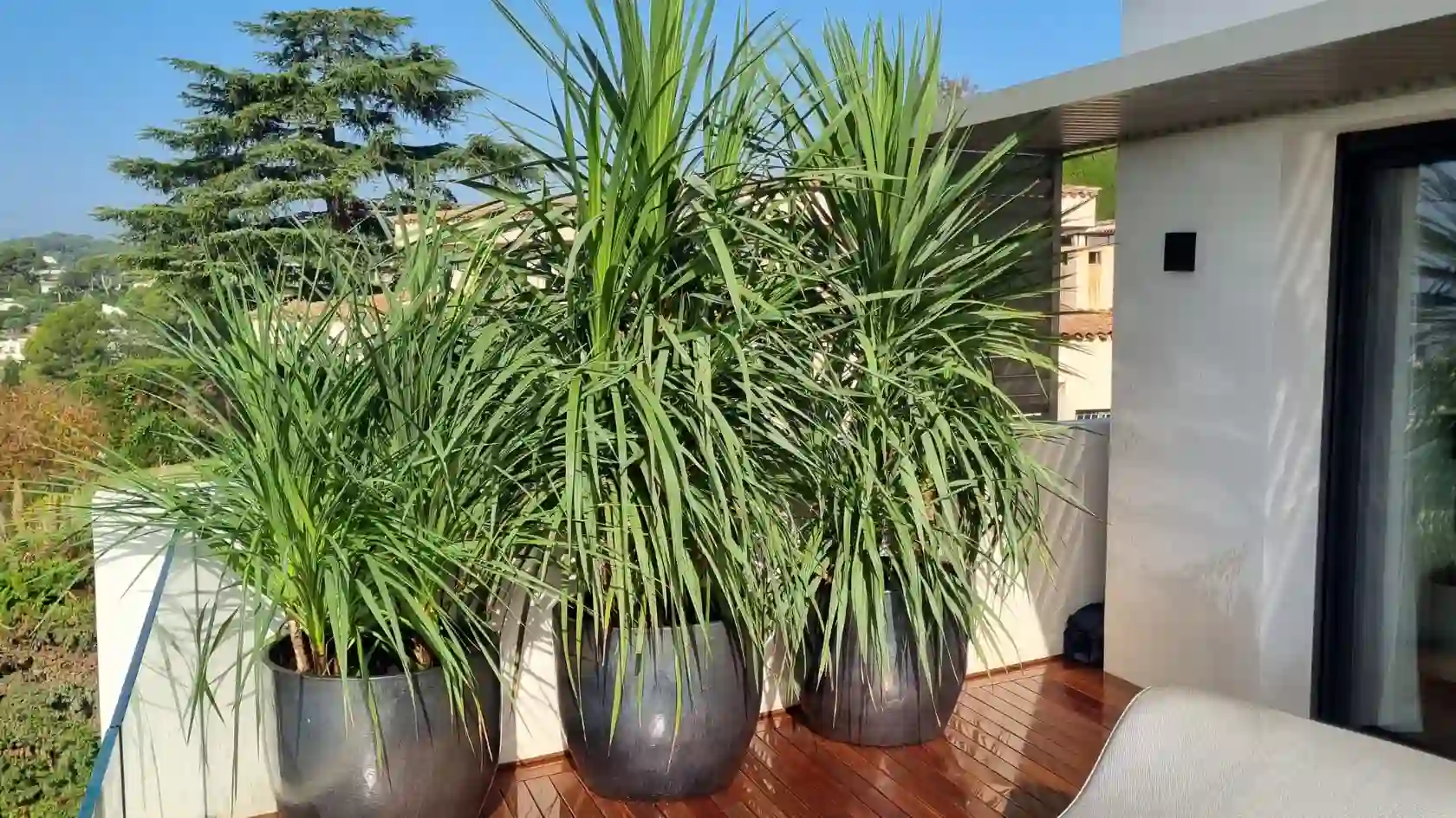 Aménagement d'une terrasse en bois avec trois grands pots design noirs et plantes exotiques par L'Empreinte Verte.