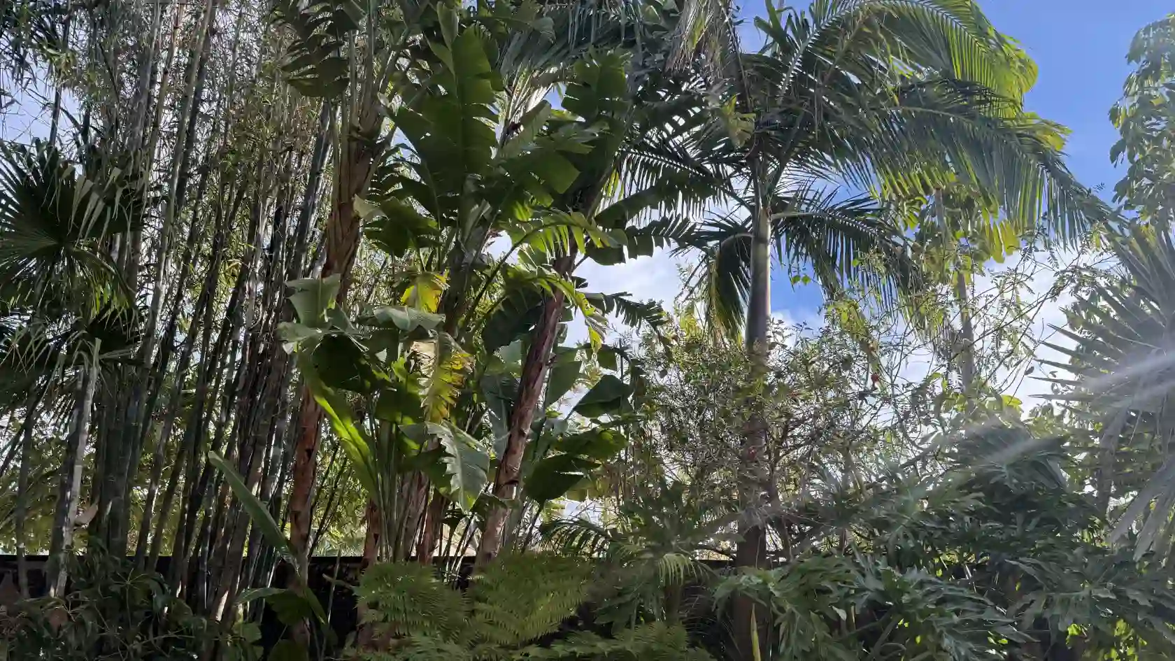 Aménagement d'un jardin tropical avec bambous, palmiers et fougères arborescentes réalisé par L'Empreinte Verte.