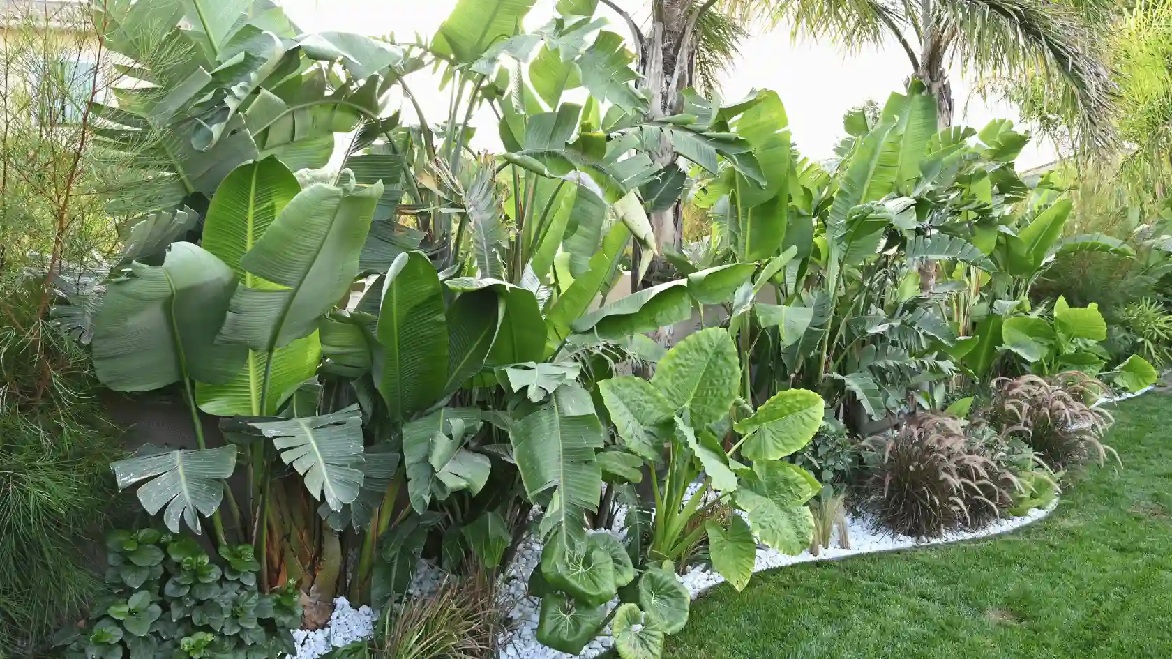 Aménagement d'un massif exotique luxuriant à Hyères : Strelitzias géants, Alocasias et palmiers sur un paillage de galets blancs. Création de jardin style jungle dans le Var.