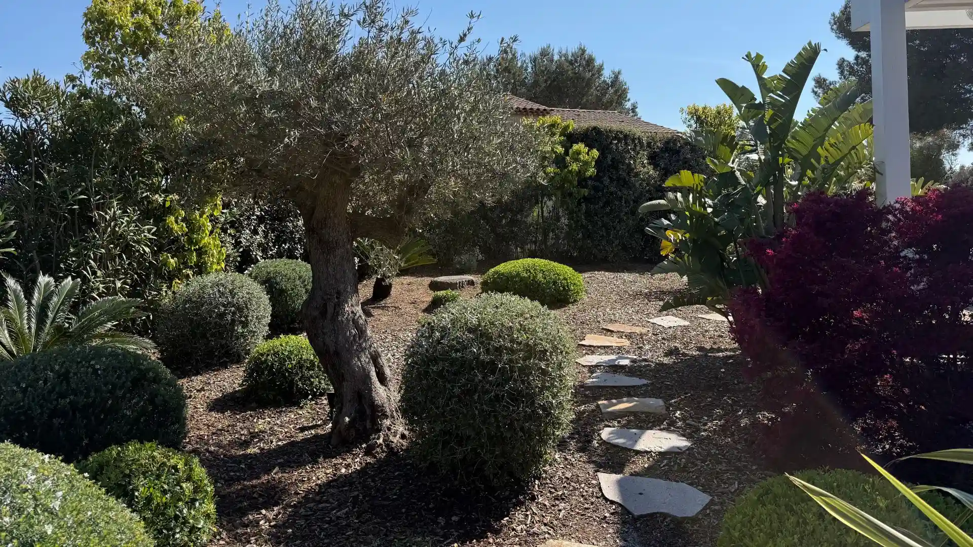 Allée de jardin méditerranéen avec olivier à Hyères