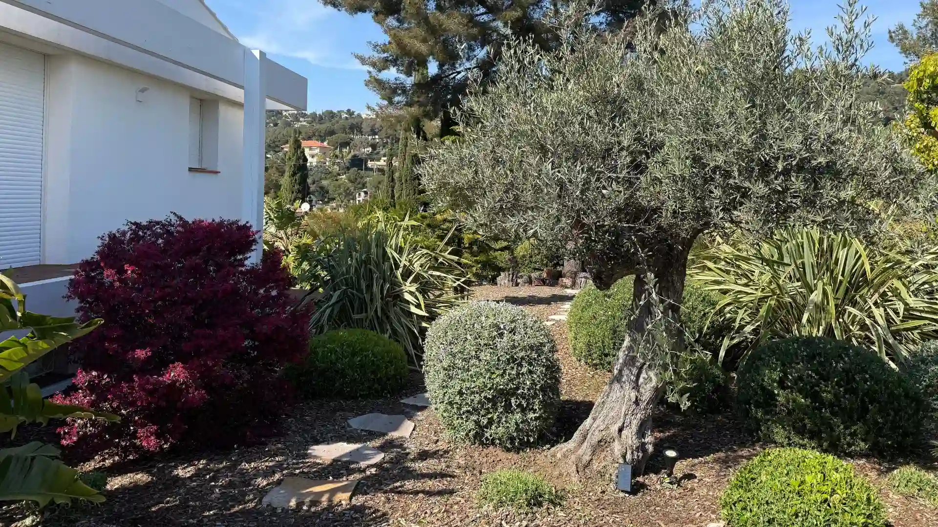 jardin méditerranéen à Hyères avec olivier, massifs structurés et allée en pierre naturelle