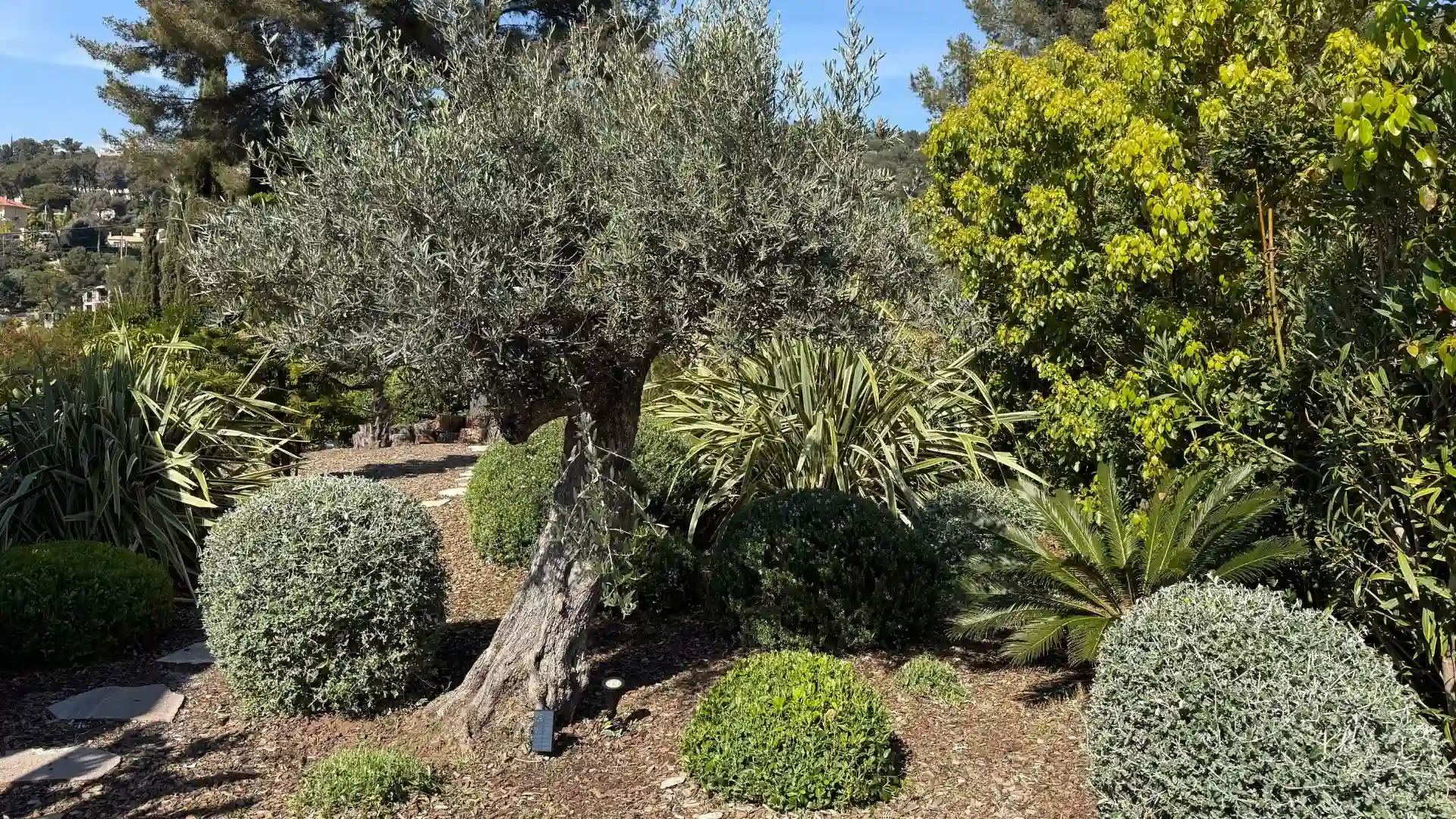 Olivier et jardin méditerranéen aménagé à Hyères