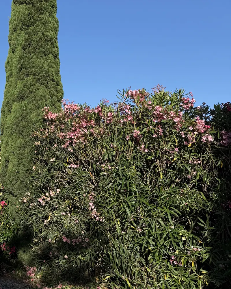Cypr&egrave;s de Provence en ponctuation verticale au-dessus d'une haie brise-vue de lauriers-roses dans le Var