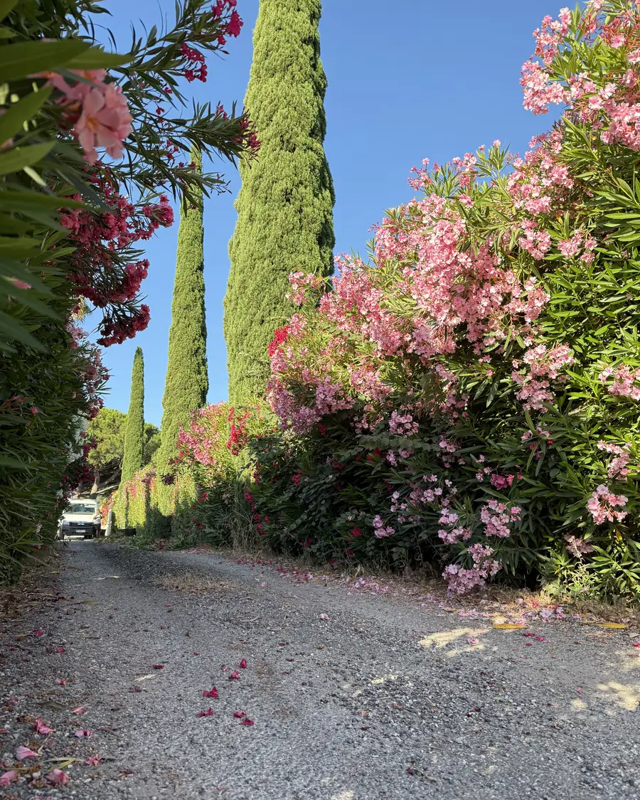 Haie brise-vue dans le Var : all&eacute;e bord&eacute;e de lauriers-roses en fleurs et de cypr&egrave;s de Provence