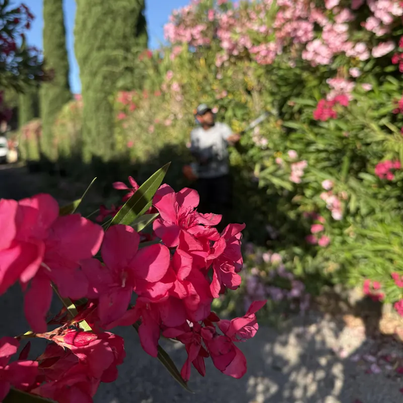Taille d'une haie de lauriers-roses dans le Var par un paysagiste de L'Empreinte Verte