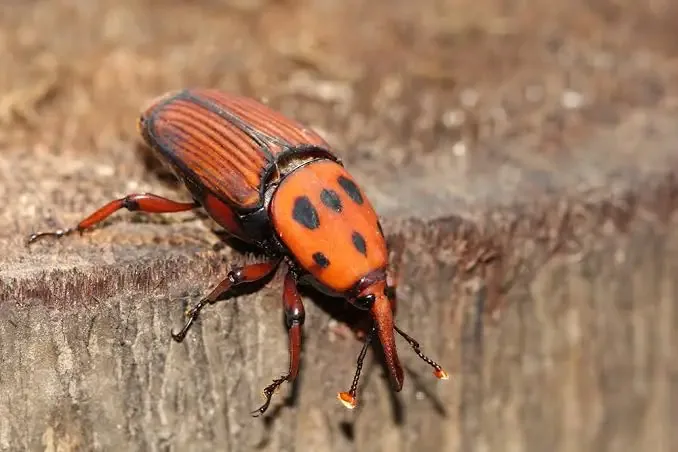 Charançon rouge du palmier adulte, insecte visé par le traitement préventif par injection