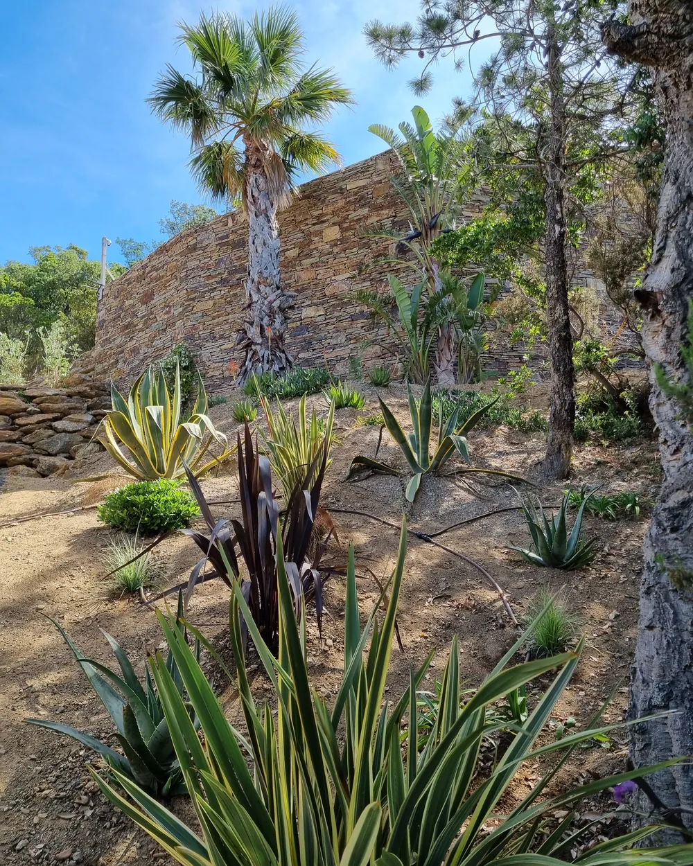 Jardin en restanques avec mur de pierre, agaves et palmier, sur un terrain en pente dans le Var