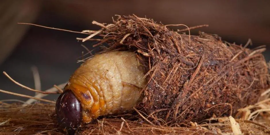 Larve de charançon rouge du palmier extraite d'un stipe infesté